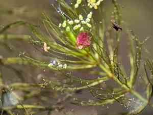 Spineless hornwort(Ceratophyllum echinatum)