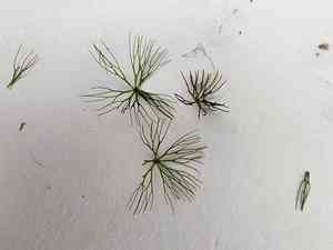 Spineless hornwort(Ceratophyllum echinatum)
