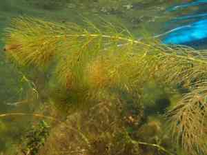 Spineless hornwort(Ceratophyllum echinatum)