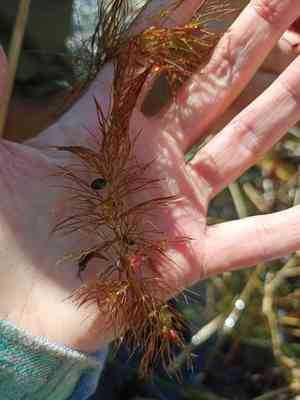 Soft hornwort(Ceratophyllum submersum)
