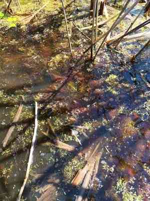 Soft hornwort(Ceratophyllum submersum)