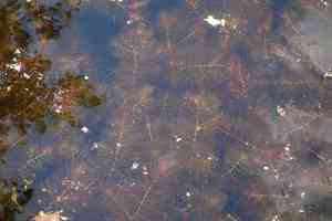 Soft hornwort(Ceratophyllum submersum)