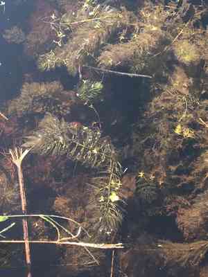 Coontails (Ceratophyllum)(Ceratophyllum)