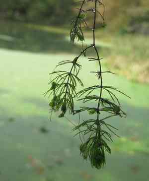 Coontails (Ceratophyllum)(Ceratophyllum)