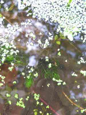 Coontails (Ceratophyllum)(Ceratophyllum)
