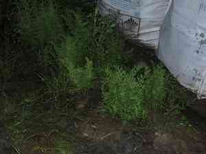 Watersprite(Ceratopteris thalictroides)