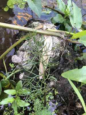 Watersprite(Ceratopteris thalictroides)