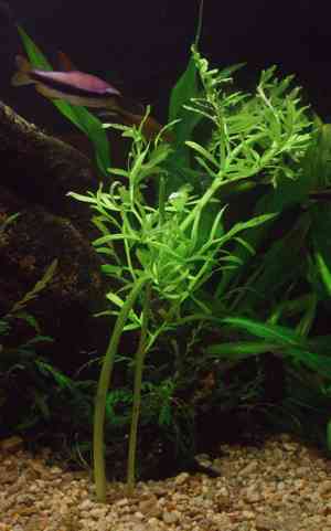 Watersprite(Ceratopteris thalictroides)