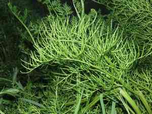 Watersprite(Ceratopteris thalictroides)