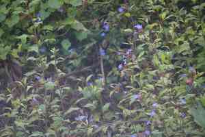 Chinese plumbago(Ceratostigma willmottianum)