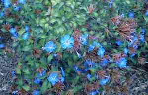 Chinese plumbago(Ceratostigma willmottianum)