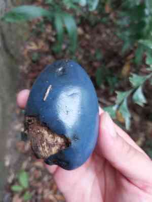 Cassowary plum(Cerbera floribunda)