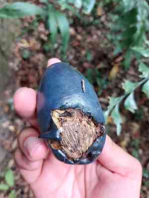 Cassowary plum(Cerbera floribunda)