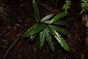 Cassowary plum(Cerbera floribunda)