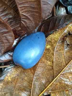Cassowary plum(Cerbera floribunda)