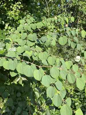 Katsura tree(Cercidiphyllum japonicum)