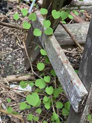 Katsura tree(Cercidiphyllum japonicum)