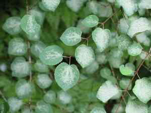 Katsura tree(Cercidiphyllum japonicum)
