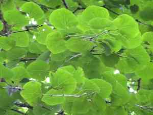 Katsura tree(Cercidiphyllum japonicum)