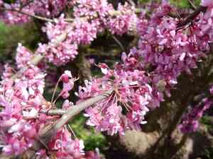Chinese redbud(Cercis chinensis)