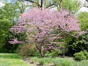 Chinese redbud(Cercis chinensis)