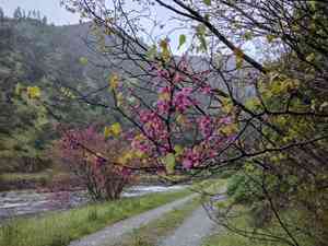 Western redbud(Cercis occidentalis)