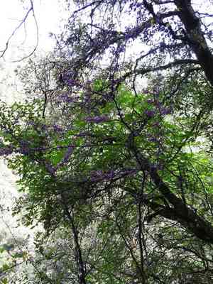 Western redbud(Cercis occidentalis)