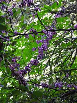 Western redbud(Cercis occidentalis)