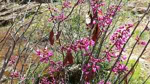 Western redbud(Cercis occidentalis)
