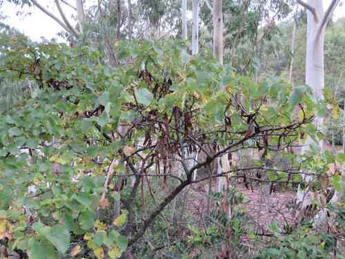 Judas tree(Cercis siliquastrum)