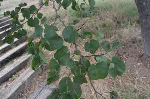 Judas tree(Cercis siliquastrum)