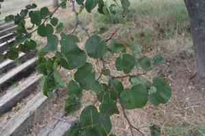 Judas tree(Cercis siliquastrum)
