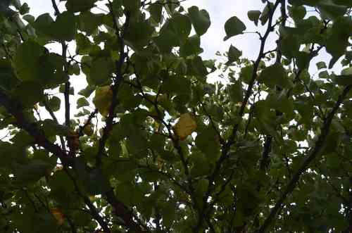 Judas tree(Cercis siliquastrum)