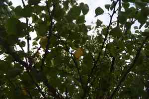 Judas tree(Cercis siliquastrum)