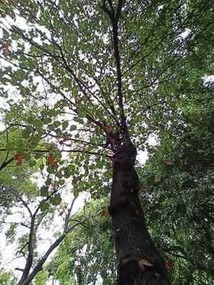 Judas tree(Cercis siliquastrum)