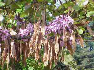 Judas tree(Cercis siliquastrum)