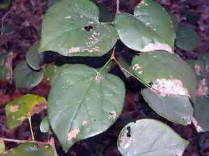 Redbuds (Cercis)(Cercis)