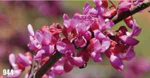 Redbuds (Cercis)(Cercis)