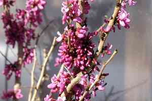 Redbuds (Cercis)(Cercis)
