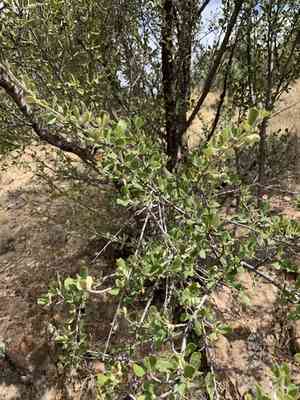 Alder-leaf mountain-mahogany(Cercocarpus montanus)