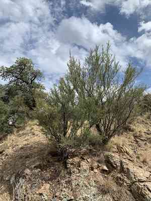 Alder-leaf mountain-mahogany(Cercocarpus montanus)