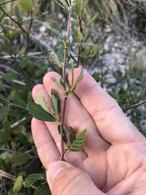 Alder-leaf mountain-mahogany(Cercocarpus montanus)