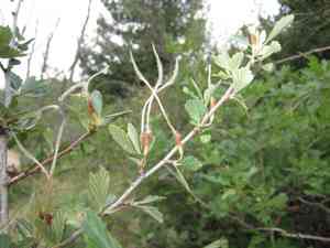 Alder-leaf mountain-mahogany(Cercocarpus montanus)