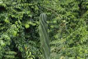 Blue cereus(Cereus hexagonus)
