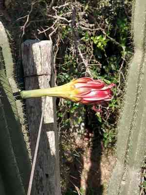Hedge cactus(Cereus hildmannianus)