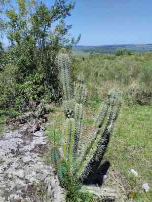 Hedge cactus(Cereus hildmannianus)