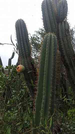 Hedge cactus(Cereus hildmannianus)