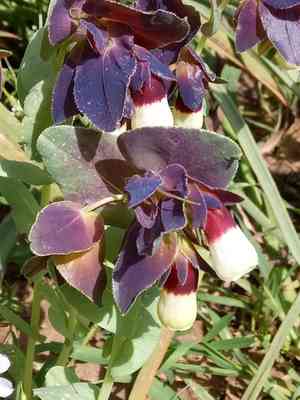 Honeywort(Cerinthe major)