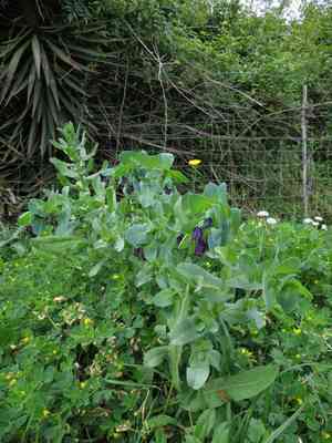 Honeywort(Cerinthe major)