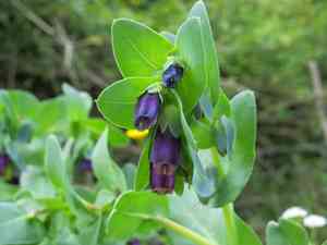 Honeywort(Cerinthe major)
